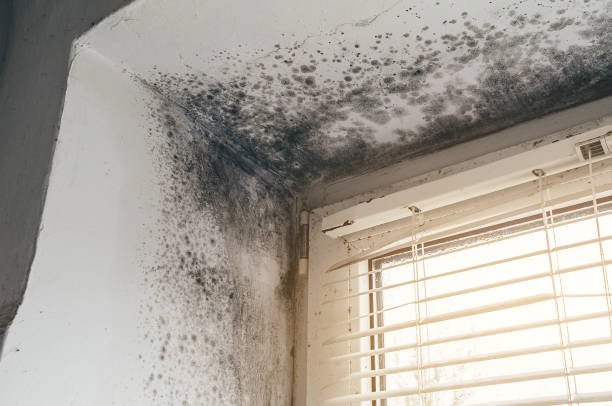 Affordable Mold Inspection And Testing solutions in Shrewsbury, NJ